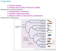 Image result for Phyla