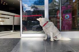 Menurut pendapat lain anda yang belum mempunyai keturuanan dalam waktu lama mimpi melihat anjing warna hitam itu pertanda aka nada seseorang yang datang memberi solusi terhadap masalah anda, namun orang ini. Buktikan Kesetiaannya Anjing Ini Menunggu Di Depan Rumah Sakit Selama Pemiliknya Dirawat Berhari Hari Semua Halaman Kids