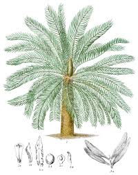 Image result for Cycadaceae