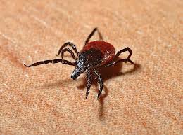 Image result for Tick Paralysis