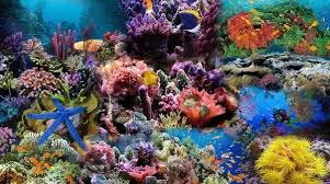 Ya gunting gunting gambar binatangnya, asik asik asik, cari pasangan ekornya, tempel dan warnai hewannya. Biota Laut Pengertian Gambar Manfaat Air Tawar Penjelasan