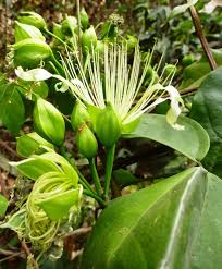 Image result for Crateva eminens