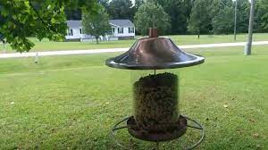 You can also buy feeders specially designed for bluebirds. The Best Squirrel Baffles For Any Situation 11 Ideas Bird Watching Hq