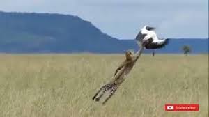 Assalamualaikum teman teman semua ini adalah burung elang vs macan !!! Serangan Yg Paling Menakjubkan Dari Macan Tutul Vs Burung Elang Youtube