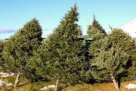 A number of different chemicals and chemical mixes it turned out that there were two outcomes. When Is The Best Time To Buy A Christmas Tree In Florida