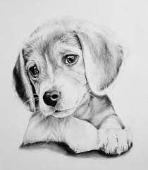 Home schattige dieren tekenen moeilijk 2020 04 30 2020 04 30 hoe teken je een kat schattige dieren tekenen youtube. Custom Charcoal Portrait 8x10 In Drawing Commissioned Pet Portrait Drawn From Julia Home Dieren Tekenen Huisdier Portretten Huisdier Kunst