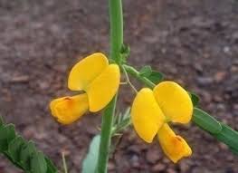 Image result for Crotalaria huillensis