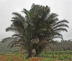 Image result for Raphia farinifera