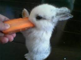 Check spelling or type a new query. Bunny With Carrot Novocom Top