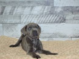 Only guaranteed quality, healthy puppies. Cane Corso Dog Male Blue 2848405 Petland Dunwoody Puppies For Sale