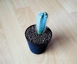 There are a few notable exceptions that can grow up to 15 centimeters or more in. Blue Cactus I Found My All Time Favorite Plant The World Should Know About This Beauty Cactus