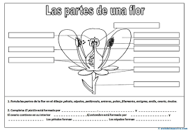 Partes De Una Flor Web Del Maestro Partes De La Flor Partes De La Misa Cuadernos Interactivos De Ciencias