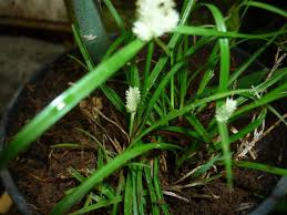 Image result for Kyllinga odorata