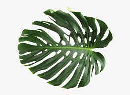 Back Monstera Deliciosa Free Transparent Png Download Pngkey Green monstera deliciosa leaf illustration, swiss cheese plant leaf houseplant plant leaves, leafy flowers transparent background png clipart.
