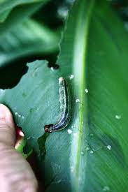 Papaya prevents the rapid multiplication of cells that spreads cancer. Caterpillars Leaf Tiers Bagworms And Web Formers