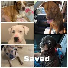 For emergencies outside of our normal hours please call: Paw Project Non Profit Animal Rescue North Carolina Paw Project