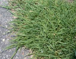 Image result for Agrostis