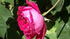 Questo arbusto preferisce le posizioni poco soleggiate e. Piante Con Fiori Gialli Pagina 2 Di 5
