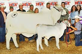 Check out our brahman cattle selection for the very best in unique or custom, handmade pieces from our shops. Bull S Eye Ranch Registered Brahman Cattle In Burton Texas