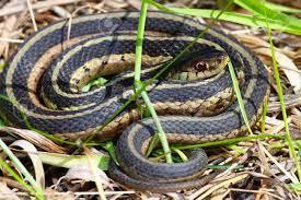 The easiest way to capture a snake is to put on a pair of gloves, pick the snake up, and release it outside. Garter Snake Thamnophis Sirtalis Basking In Illinois Stock Photo Picture And Royalty Free Image Image 9469223