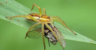 What Do Spiders Eat Do Spiders Eat Plants Raid