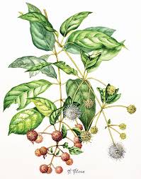Image result for Cephalanthus