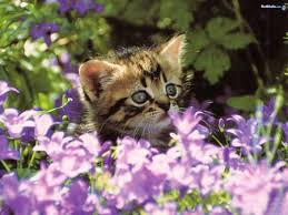 Maybe you would like to learn more about one of these? Animal Among Flowers Cute Cat Among Purple Flowers Cats Animals Background Wallpapers Cats Cat Flowers Cute Cats