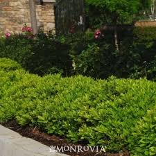 Two model pittosporum tobira hedge. Dwarf Mock Orange