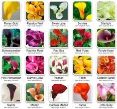 calla lilly color chart calla lily colors calla lillies