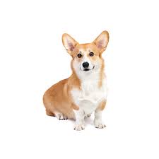 1 year warranties on all of our healthy pets. Pembroke Welsh Corgi Puppies Petland Cicero Ny