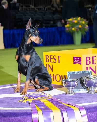 BEST IN SHOW: Penny, Doberman Pinscher (4 y/o), 150th Westminster Kennel  Club Dog Show, New York, NY @westminsterkennelclub