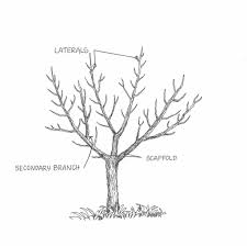 Many fruit trees can also be pruned or shaped for specific function in the landscape such as shade or patio trees, hedges, screens or espaliers. How To Summer Prune Stonefruit Edible Backyard