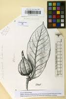 Image result for Rothmannia whitfieldii