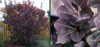 Maybe you would like to learn more about one of these? Royal Purple Smokebush Knowledgebase Johnson S Nursery