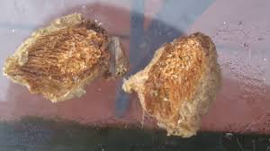 Inside the egg case there can be up to two hundred young nymphs born depending on the species.these egg cases can be bought online through garden supply stores and on ebay. What S Inside A Praying Mantis Egg Sack Cutting Open A Dead Praying Mantis Egg Sack Youtube