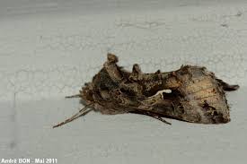 Image result for Autographa gamma