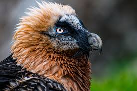 Mit unterstützung des wwf ist es der stiftung pro bartgeier und ihren mitstreitern über 30 jahre gelungen, den bartgeier wieder in die schweizer alpen und andere länder zurückzubringen. Bartgeier Im Tierpark Goldau Schweiz Foto Bild Natur Vogel Motive Bilder Auf Fotocommunity