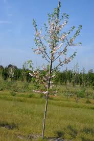 Image result for Halesia