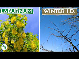 Image result for Laburnum