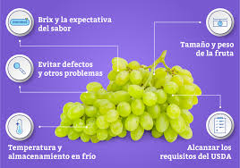 Selecciona un elemento la uva docencia investigación internacional vive la uva comunidad. La Calidad De Las Uvas De Mesa Que Hace Tan Especial Cada Bocado Divine Flavor