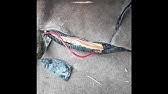 In some cases, you likewise complete not discover the revelation 97 pontiac bonneville fuse box diagram that you are looking for. Fuse Box Location And Diagrams Pontiac Bonneville 2000 2005 Youtube