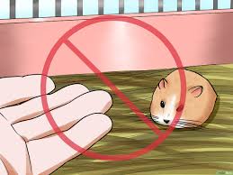 Comment Apprivoiser Un Hamster Nain 11 Etapes