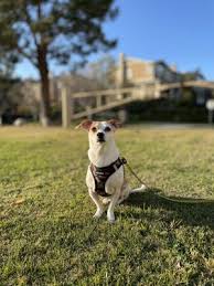 We've had our phoebe less than a week and already completely smitten with her. Puppy House Grooming 739 Photos 491 Reviews Pet Groomers 12801 Valley View Ave La Mirada Ca Phone Number