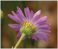 Image result for Eriocephalus ambiguus