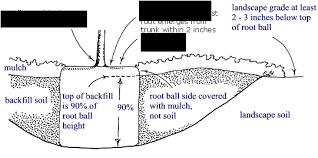 Root Ball Depth Roots And Planting Trees Roots