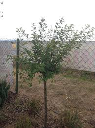 Image result for mandloň trojlaločná