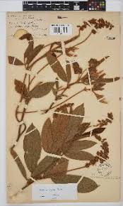 Image result for Eriosema flemingioides