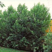 Noteworthy characteristicsuseful for hedging and screening. Prunus Caroliniana Bright N Tight Column Compacta