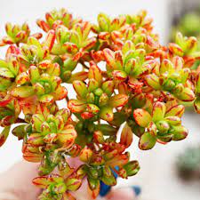 Succulent Aeonium Sedifolium 5 Fresh Cuttings Live Plant Succulent Ebay Succulent Cuttings Plants Planting Succulents