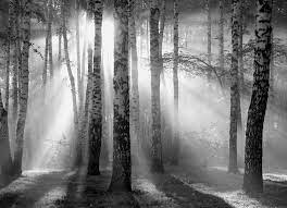 Sunbeam Penetrates Birchwood Sunbeam Birchwood Black And White Bushes Black And White Landscape Forest Photography Monochrome Art